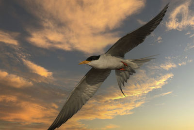 Low angle view of seagull flying in sky