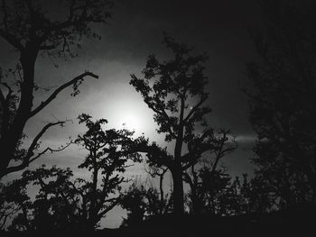 Low angle view of silhouette trees in forest against sky