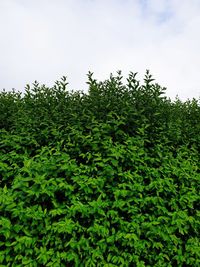 Low angle view of fresh green leaves on field against sky