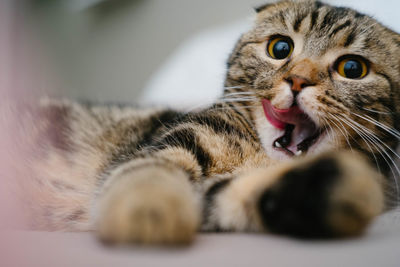 Close-up of cat lying down