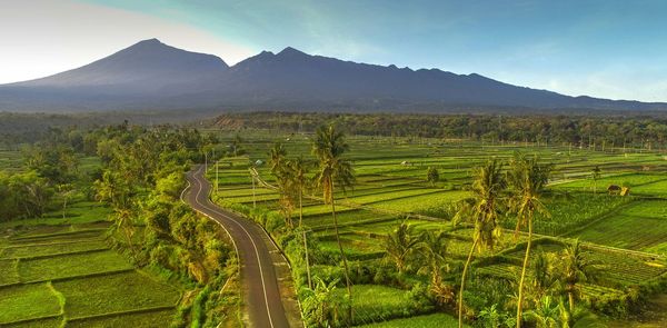 Rice fields and mount rinjani lombok