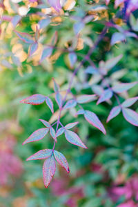 Close-up of purple flowering plant