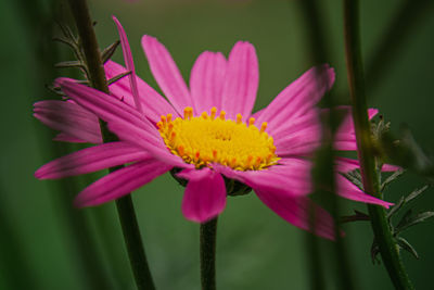 Close-up of red flower