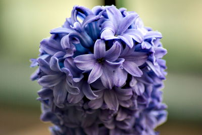 Close-up of purple flower