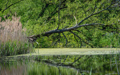 Trees by lake in forest