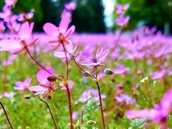 Close-up of pink flowers blooming outdoors