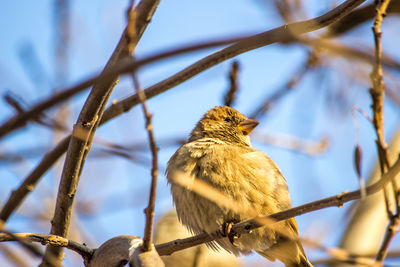 Low angle view of bird perching on branch