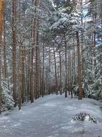 Snow covered trees in forest
