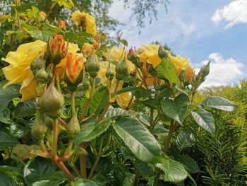 Close-up of yellow flowering plants