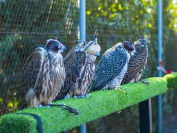 Falcons perching on railing by fence