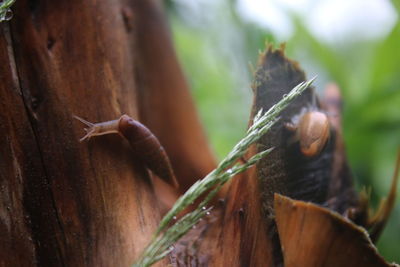 Close-up of snails crawling on bark