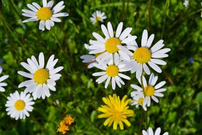 Close-up of white daisy flowers