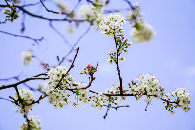 Low angle view of flowers blooming on tree against sky