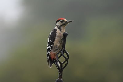 Close-up of lesser spotted woodpecker perching 