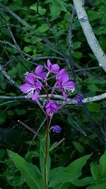 Close-up of purple flowers blooming outdoors