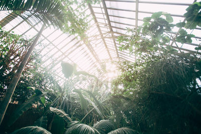 Low angle view of plants growing in greenhouse