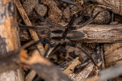 Close-up of spider on wood