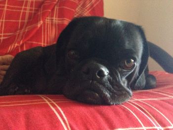 Portrait of dog resting on bed