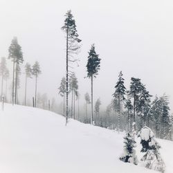 Trees on snow covered land against sky