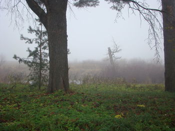 Trees on field in foggy weather