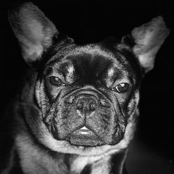 Close-up portrait of dog against black background