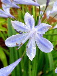 Close-up of wet flower blooming outdoors