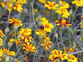 Close-up of insect pollinating on yellow flowers