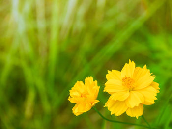 Close-up of yellow flowering plant on field