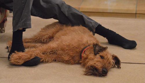 Low section of man with dog sitting on floor