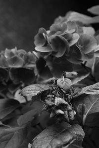 Close-up of wilted rose
