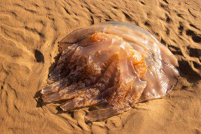 High angle view of shells on sand