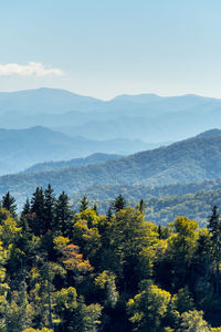 Scenic view of forest against sky