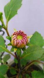 Close-up of pink flower blooming outdoors