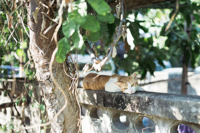 Stray cat lying on retaining wall by tree