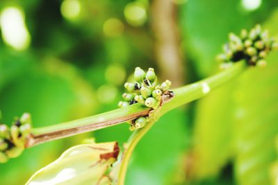 Close-up of grasshopper on plant