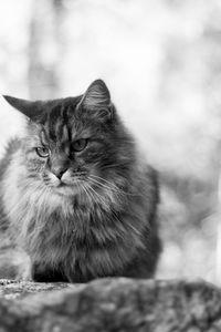 Close-up of cat relaxing outdoors