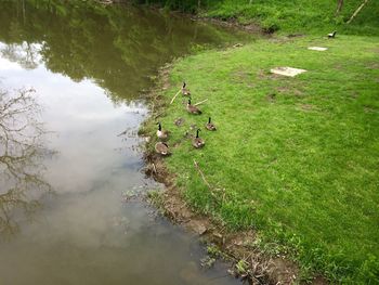 High angle view of lizard on grass