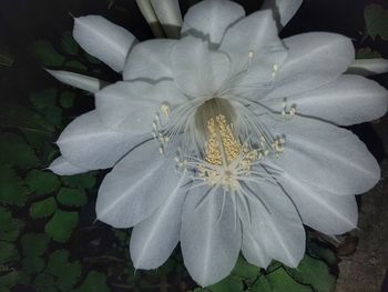 Close-up of flower