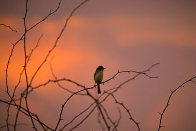 Bird perching on branch against sunset sky