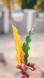 Close-up of hand holding dried leaves