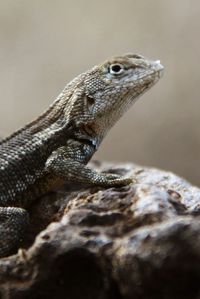 Close-up of lizard