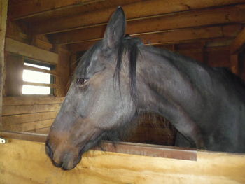 Close-up of horse in stable