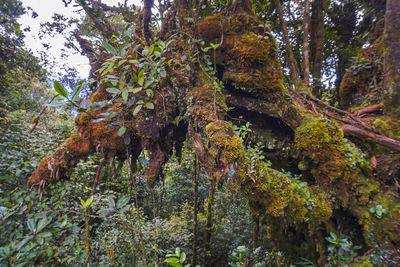 Low angle view of trees in forest