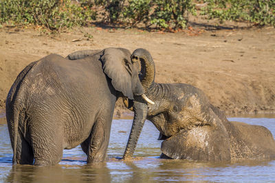 Elephants enjoying in water
