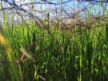 Close-up of bamboo trees in forest