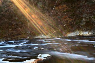 Scenic view of waterfall in forest