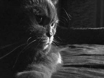 Close-up of cat looking away