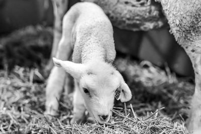 Lamb and sheep on field