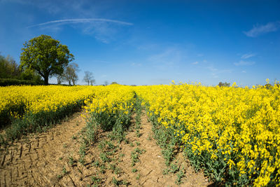 Scenic view of oilseed rape field against sky