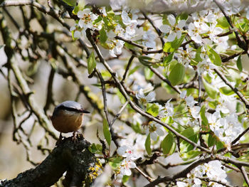 Low angle view of bird perching on cherry blossom tree